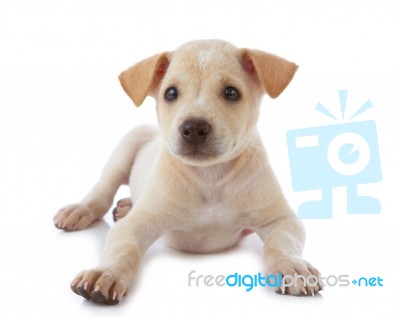 Puppy Dog Stock Photo