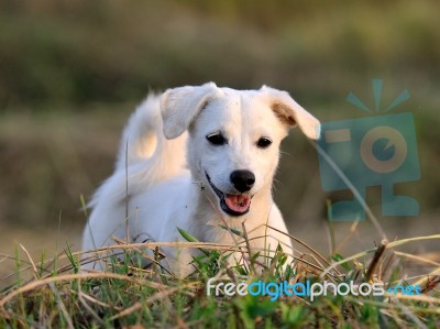 Puppy Dog In Green Meadow Grass Stock Photo