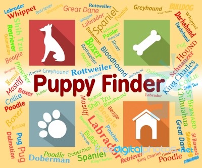 Puppy Finder Shows Search Out And Choose Stock Image