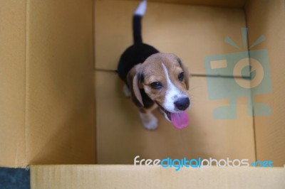 Puppy In The Box Stock Photo