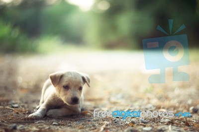 Puppy Lying On The Yard Stock Photo