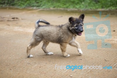 Puppy Playing On The Road Stock Photo