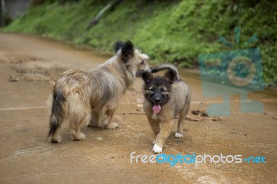 Puppy Playing On The Road In Thailand Stock Photo