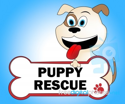 Puppy Rescue Shows Saving Purebred And Canine Stock Image