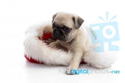 Puppy Sitting On Christmas Hat Stock Photo