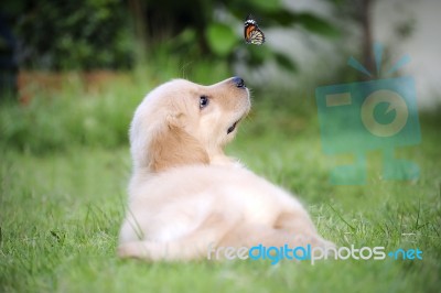 Puppy World Stock Photo