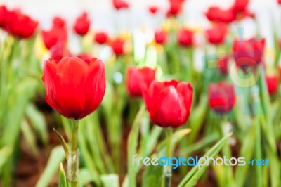 Pure Red Tulips Stock Photo