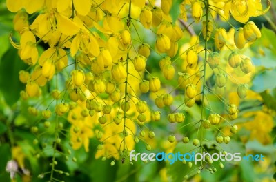 Purging Cassia Or Ratchaphruek Flowers ( Cassis Fistula ) Stock Photo