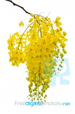 Purging Cassia Or Ratchaphruek Flowers Isolated On White Stock Photo