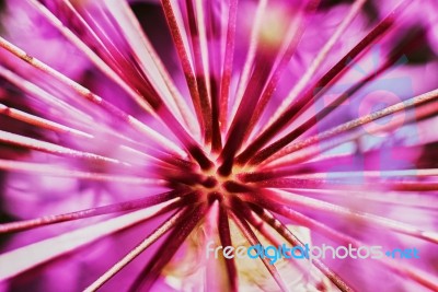 Purple Allium Flower Stock Photo