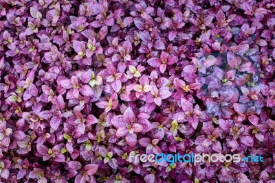 Purple Autumn Leaves In Garden Stock Photo