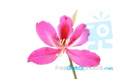 Purple Bauhinia Stock Photo