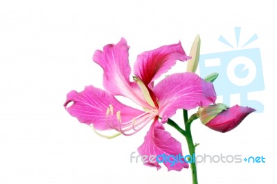 Purple Bauhinia Stock Photo