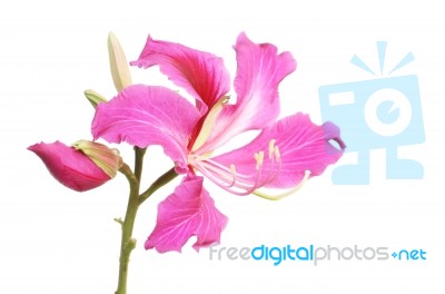 Purple Bauhinia Stock Photo