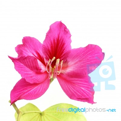 Purple Bauhinia Stock Photo