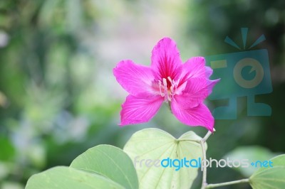 Purple Bauhinia Stock Photo