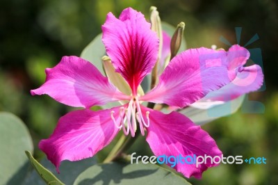 Purple Bauhinia Flower Stock Photo