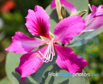 Purple Bauhinia Flower Stock Photo