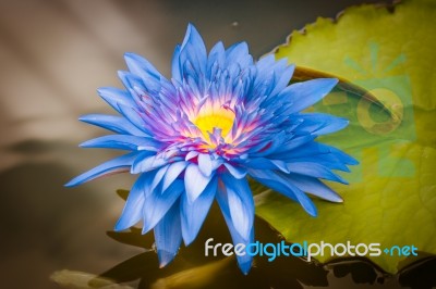 Purple Blue Lotus Blossom Stock Photo