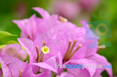 Purple Bougainvillea In Closed-up Stock Photo