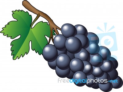  Purple Bunch Of Grapes - Illustration Stock Image