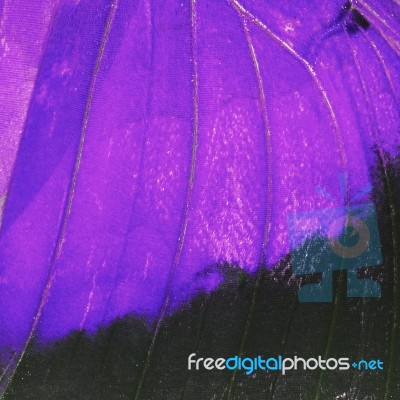 Purple Butterfly Wing Stock Photo