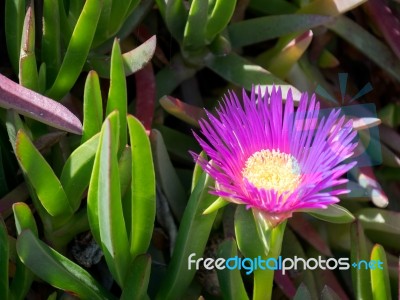 Purple Carpobrotus Edulis Flower Costa Del Sol Stock Photo