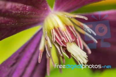 Purple Clematis Flower Stock Photo