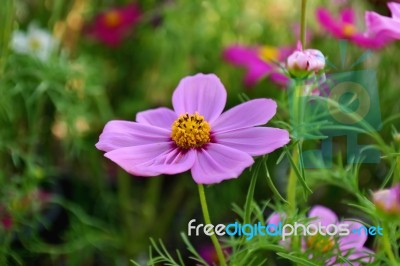 Purple Cosmos Flower Stock Photo