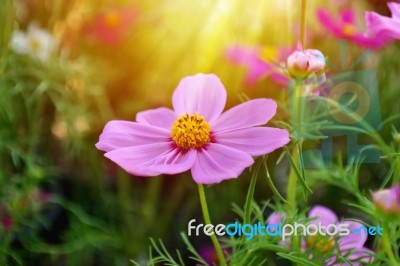 Purple Cosmos Flower Stock Photo