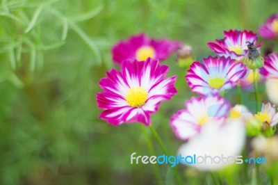 Purple Cosmos With Refreshing Stock Photo