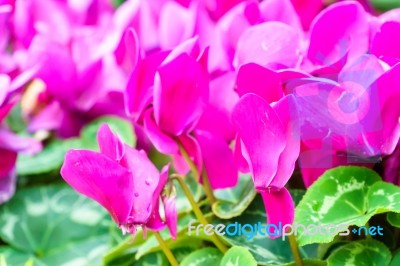 Purple Cyclamen Flower In Garden Stock Photo