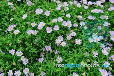 Purple Daisies Flowers Stock Photo