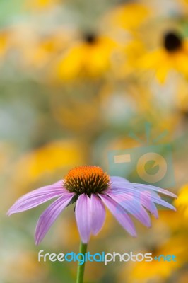 Purple Daisy Stock Photo