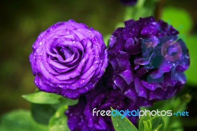 Purple Dark Rose In The Garden Stock Photo