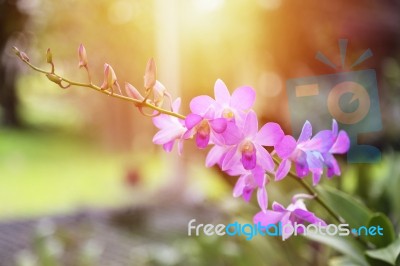 Purple Dendrobium Orchid Flowers Stock Photo