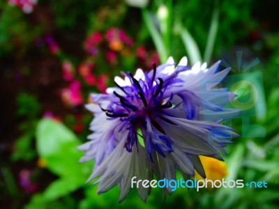 Purple Flowe Stock Photo