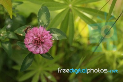 Purple Flower Stock Photo