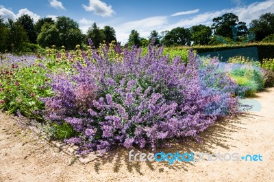 Purple Flower Or  Perennial Plant Stock Photo