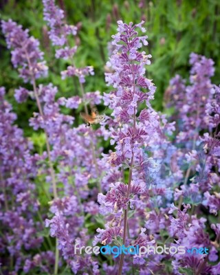 Purple Flower With Hummingbird Hawk-moth Stock Photo