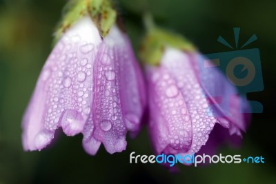 Purple Flowers Stock Photo