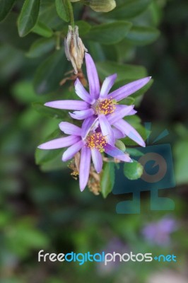 Purple Flowers Stock Photo