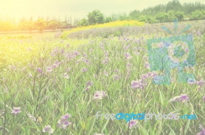 Purple Flowers Stock Photo