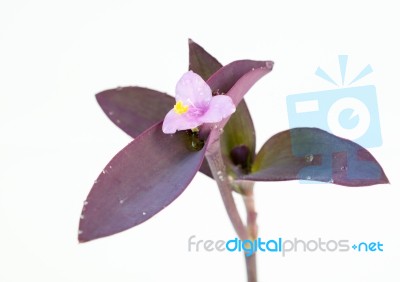 
Purple Flowers And Leaves On A White Background Stock Photo