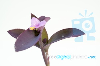 
Purple Flowers And Leaves On A White Background Stock Photo