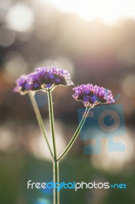 Purple Flowers At Sunlight Stock Photo