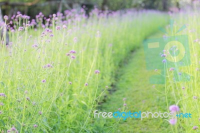 Purple Flowers In Garden Stock Photo