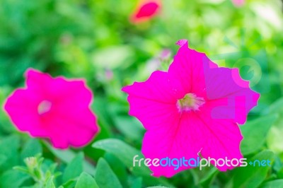 Purple Flowers In The Garden Stock Photo