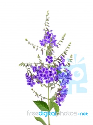 Purple Flowers Isolated On The White Background Stock Photo