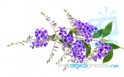 Purple Flowers Isolated On The White Background Stock Photo